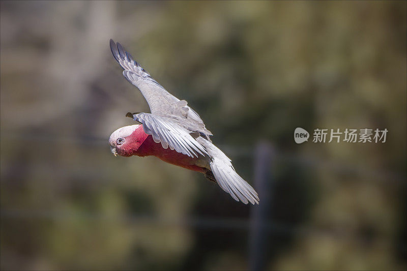 飞行杆(Eolophus roseicapilla)